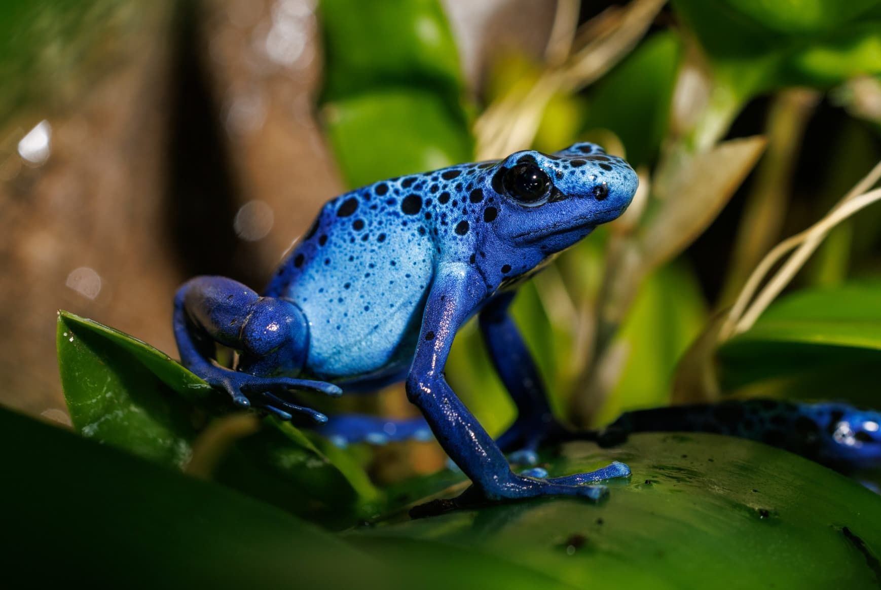 Poison dart frog